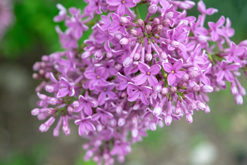 Obraz premium Shrub lilac inflorescence blooms in spring blooming close-up