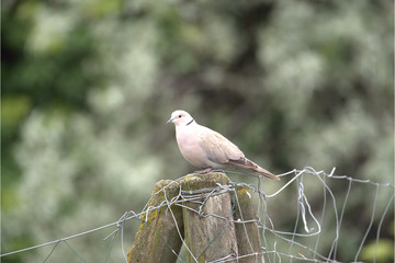 T&uuml;rkentaube auf Posten