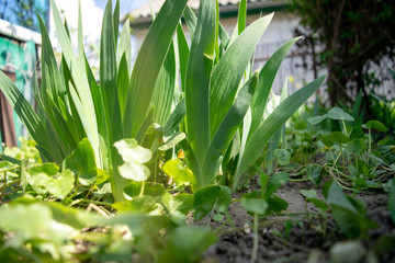 Obraz premium Flower young iris leaves green