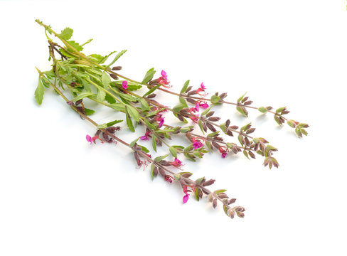 Teucrium or germanders. Isolated on white background