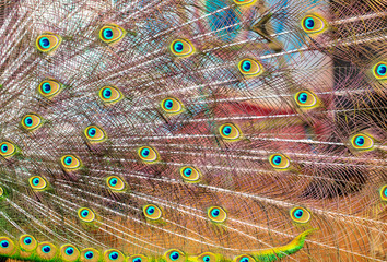 Obraz premium Peacock feathers on nature as background