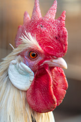 Rooster portrait on the farm