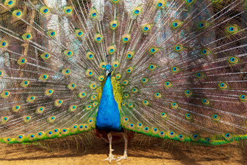 Obraz premium Portrait of a peacock in a zoo