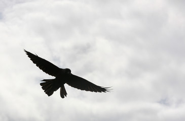 flying bird in the sky