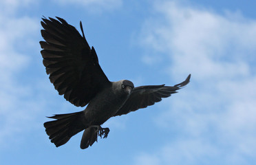 black crow in flight