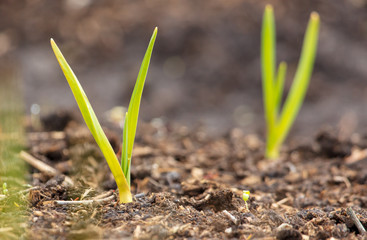 Garlic grows from the ground in spring