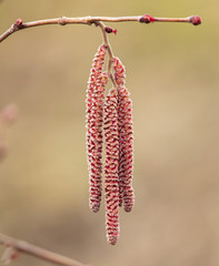 Fototapeta premium Flowers on hazelnut branches in spring