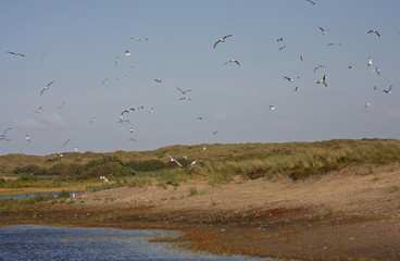flock of birds in flight at Terschelling