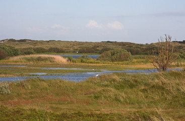landscape with birds at Terschelling