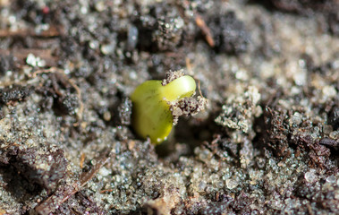 A small watermelon plant sprouts from the ground