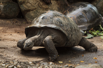 Aldabra giant tortoise (Aldabrachelys gigantea).