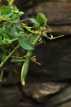 รูปภาพStick-Bug – เลือกดูภาพถ่ายสต็อก เวกเตอร์ และวิดีโอ257 | Adobe Stock