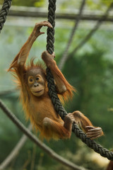 Newborn Sumatran orangutan (Pongo abelii). © Vladimir Wrangel