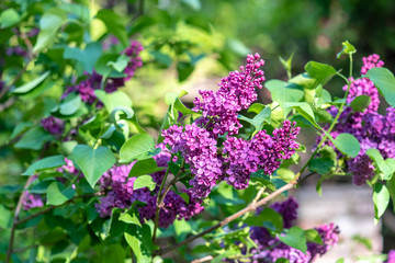 Amazing spring branch of Lilac at a Garden