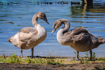 Cygnets on a shore of Lanskie Lake located in Olsztyn Lake District, near the village of Lansk in Warmian-Masurian Voivodeship, Poland