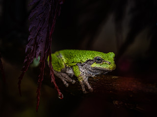Tree Frog on Red Maple Tree