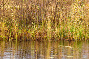 Obraz premium Grass and reed with reflection in the pond