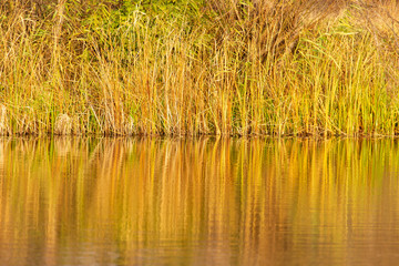 Grass and reed with reflection in the pond