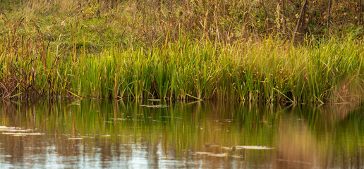 Grass and reed with reflection in the pond