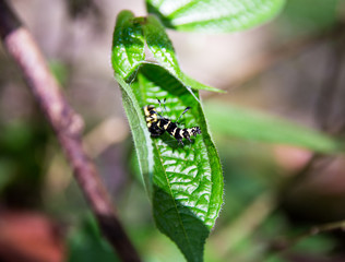 A yellow-black larvae on a green leaf.