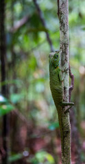 Obraz premium A wild chameleon on a wood.