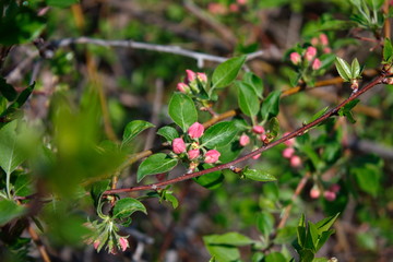 Abandoned orchards blooming in the spring