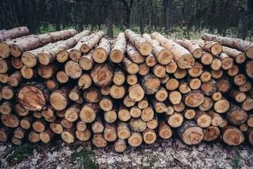 Pine tree logs in Kampinos Forest near Warsaw in Poland