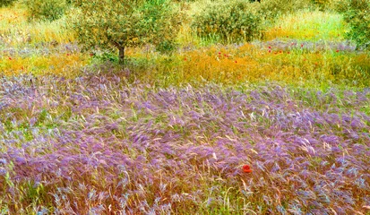 Foto auf Leinwand Provence Frankreich wilde Natur © Adrien