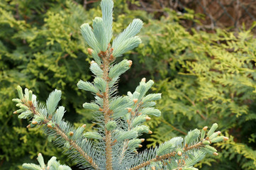 Maitrieb an einer Blautanne Abies procera Glauca