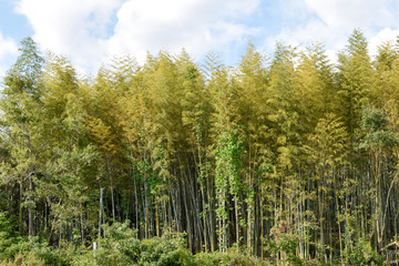 Obraz premium 竹林