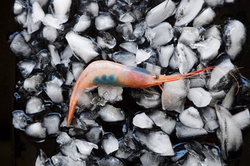 Shrimp on a crushed ice bed with black background