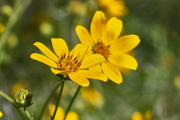 Engelmann's Daisy Flower. Texas Wildflowers