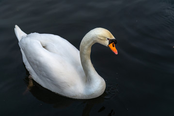 A swan on the shores of the lake. In the background swim ducks.