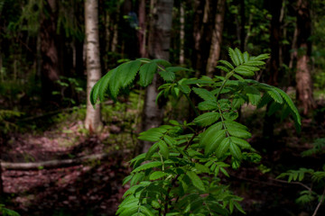 Obraz premium Closeup of large green leaves lit by the sun
