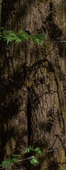 Obraz premium bark of a tree close up shined with the sun