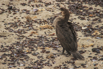 South African Bird - Cape Cormorant on the Atlantic coast
