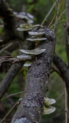 Closeup of mushrooms growing on tree branches