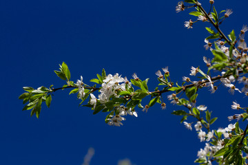 The blossoming cherry branches lit by the sun on a summer day in the forest