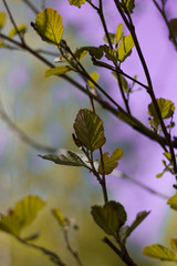 The blossoming cherry branches lit by the sun on a summer day in the forest
