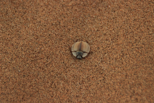 Beetle with a large black flat back digs in the fine sand of the desert.