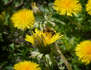 Striped bee eating pollen on yellow dandelion flower close-up