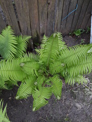 fern