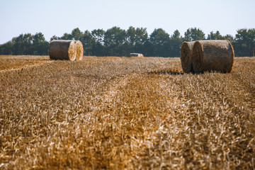 Fototapeta premium Hay bail harvesting in wonderful autumn farmers field landscape with hay stacks