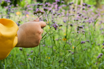 women's hand holding the flower on flower blur background