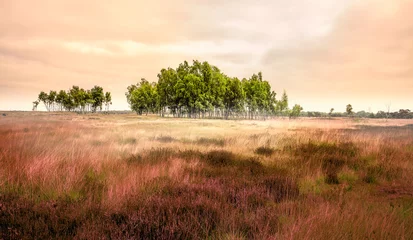 Foto auf Leinwand Landschap Heide kempen Belgie © Adrien