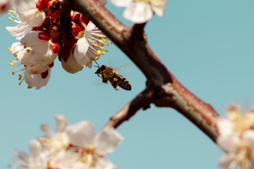 Closeup the apricot tree flowers. The bee fly next the flowers.