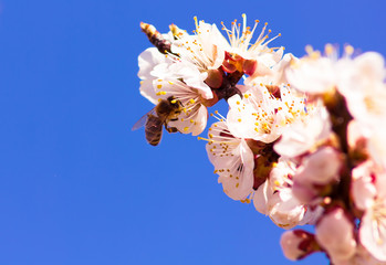 Bee collects nectar on the flowers of the apricot tree against the blue background