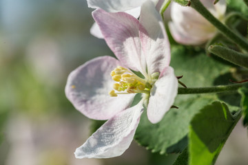 Image with apple tree