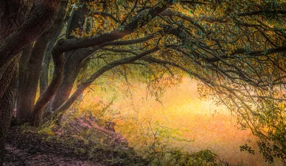 Foto op Plexiglas Landschap Provence Frankrijk bos © Adrien