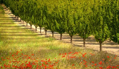 Fototapeten Fruitbomen in de Provence Frankrijk © Adrien
